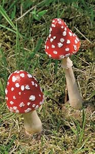 Fliegenpilz Pilz Herbst rot mit weißen Punkte geschlossener Schirm, 2er Set, Boltze
