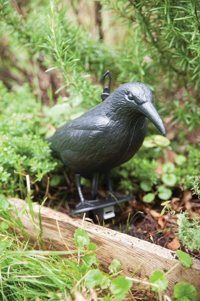 Vogelschreck Krähe
